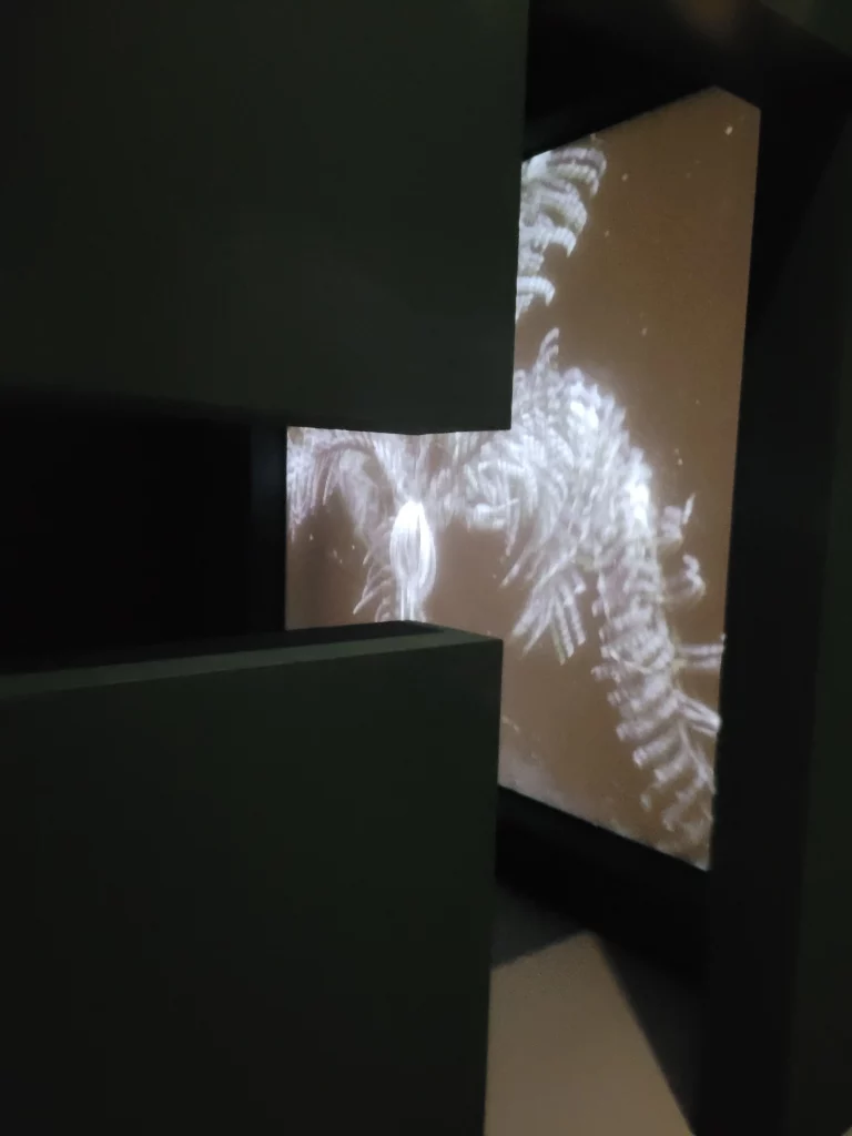 Vue extérieure film sur vie sous marine exposition jean Painlevé - Jeu de Paume - Paris